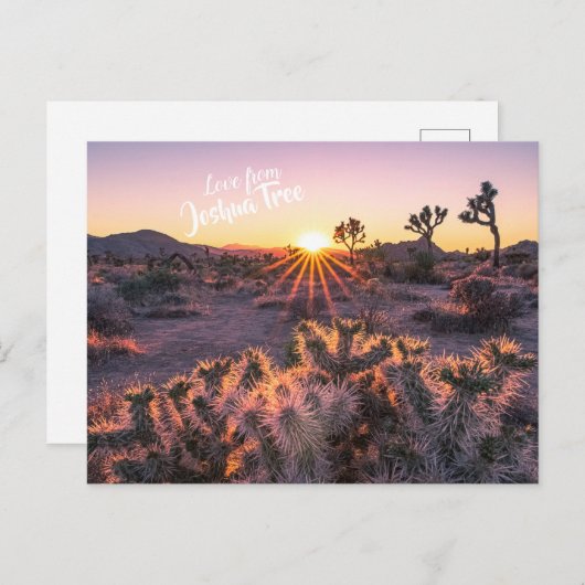 Lila Orange Cholla Cactus Joshua Tree Sunset Postkarte (Vorne/Hinten)