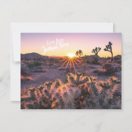 Lila Orange Cholla Cactus Joshua Tree Sunset Postkarte
