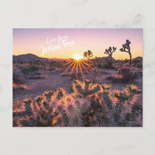 Lila Orange Cholla Cactus Joshua Tree Sunset Postkarte (Vorderseite)