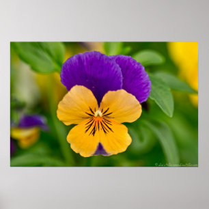 Lila & Orange Sorbet Pansy Poster