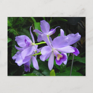 Lila Orchiale Postkarte