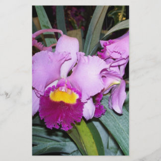Lila Orchid