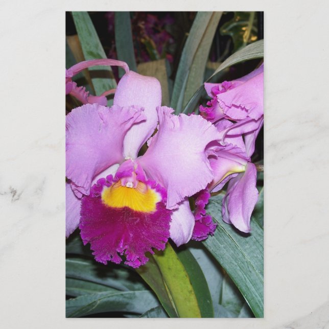 Lila Orchid (Vorderseite)