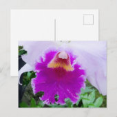 Lila Orchid Bloom Postkarte (Vorne/Hinten)