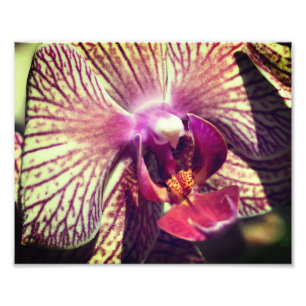 Lila Orchid-Blume mit Streifen Nah 8x10 Fotodruck