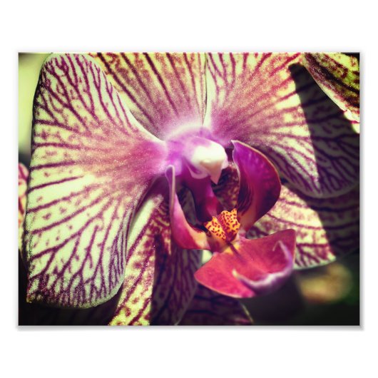 Lila Orchid-Blume mit Streifen Nah 8x10 Fotodruck (Vorne)