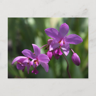 Lila Orchid-Blume Postkarte