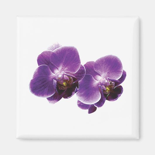 Lila Orchid Duo Magnet (Vorne)