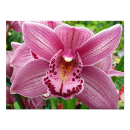 Lila Orchid Elegante Fotodruck