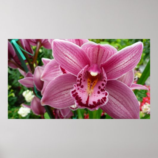 Lila Orchid Elegante Poster (Vorne)
