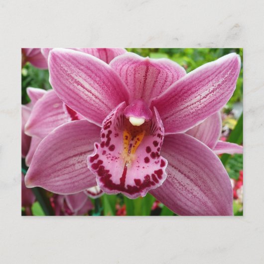 Lila Orchid Elegante Postkarte (Vorderseite)