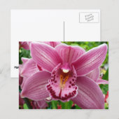 Lila Orchid Elegante Postkarte (Vorne/Hinten)