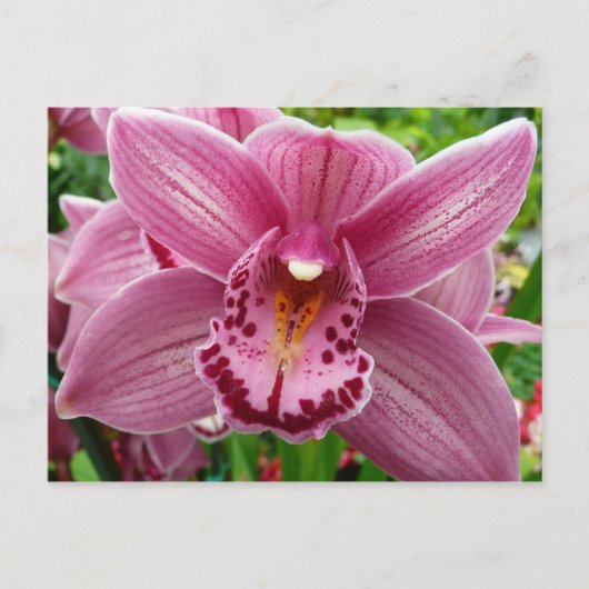 Lila Orchid Elegante Postkarte (Vorderseite)