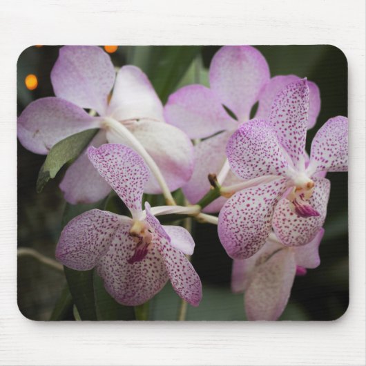 Lila Orchid Mousepad II (Vorne)