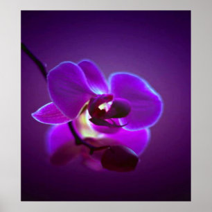 Lila Orchid Poster