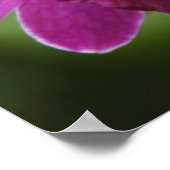 Lila Orchid-Poster Poster (Ecke)