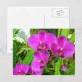 Lila Orchid Postkarte (Vorne/Hinten)