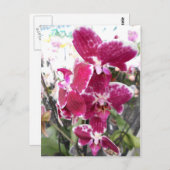 Lila Orchid Postkarte (Vorne/Hinten)