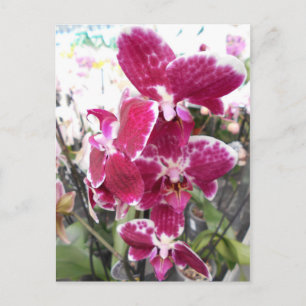 Lila Orchid Postkarte