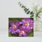 Lila Orchid Postkarte (Stehend Vorderseite)