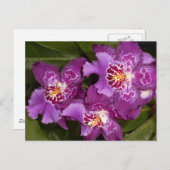 Lila Orchid Postkarte (Vorne/Hinten)