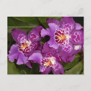 Lila Orchid Postkarte