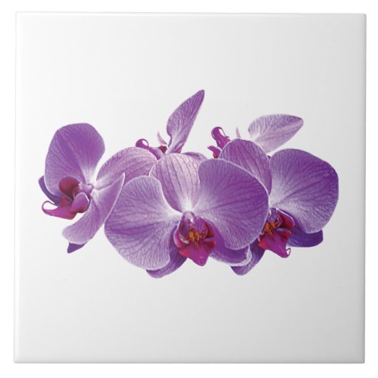 Lila Orchid Trio Fliese (Vorderseite)