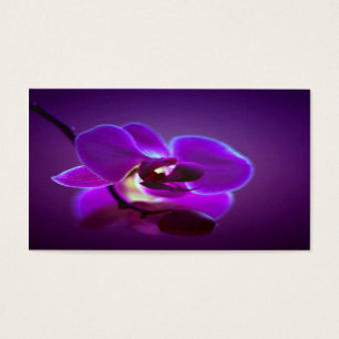 Lila Orchidee