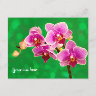 Lila Orchidee auf grüner Postkarte
