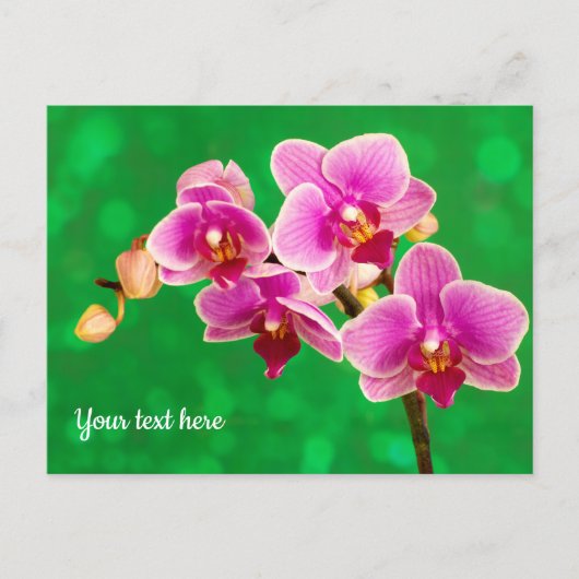 Lila Orchidee auf grüner Postkarte (Vorderseite)