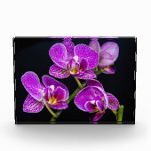 Lila Orchidee Fotoblock (Vorderseite)