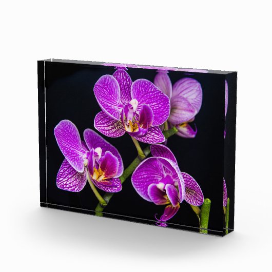 Lila Orchidee Fotoblock (Rechts)
