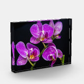 Lila Orchidee Fotoblock (Links)