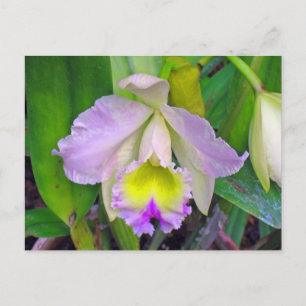 Lila Orchidee Postkarte