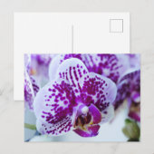 Lila Orchidee Postkarte (Vorne/Hinten)