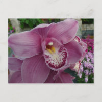 Lila Orchidee und Gartenfarben
