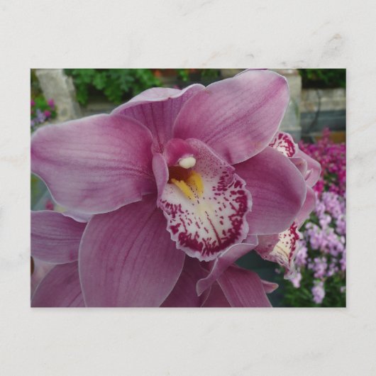 Lila Orchidee und Gartenfarben Postkarte (Vorderseite)