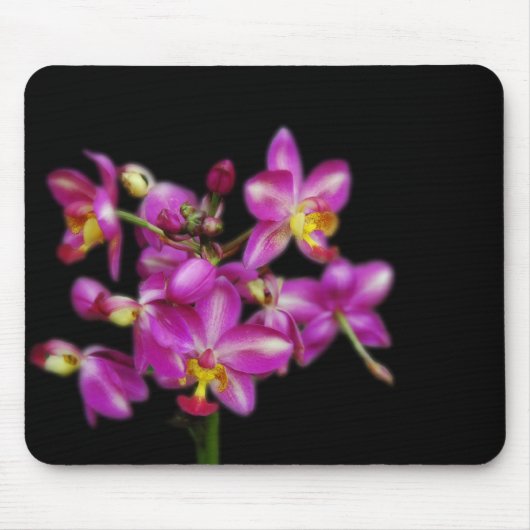 Lila Orchideen auf schwarzem Hintergrund Mousepad (Vorne)