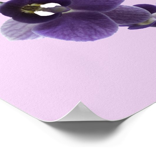 Lila Orchideen-Blume, Poster (Ecke)