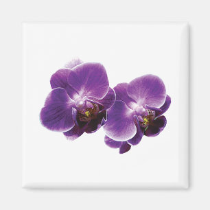 Lila Orchideen-Duo Magnet