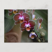 Lila Orchideen fotografisch-botanisch Postkarte (Vorderseite)
