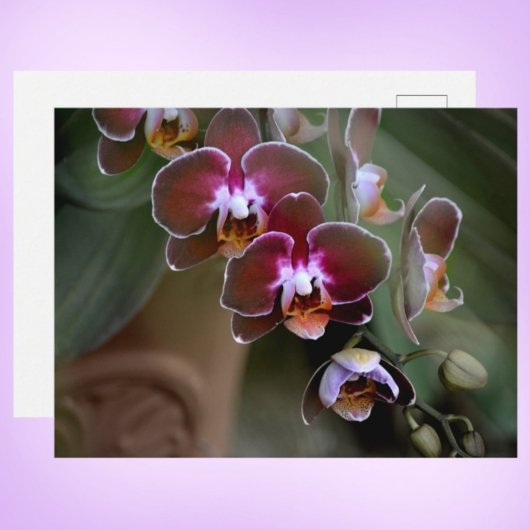 Lila Orchideen fotografisch-botanisch Postkarte