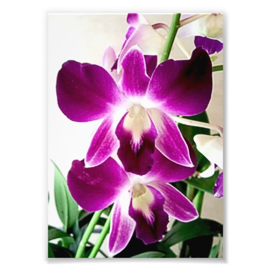 Lila Orchideen für Fotografie (Vorne)