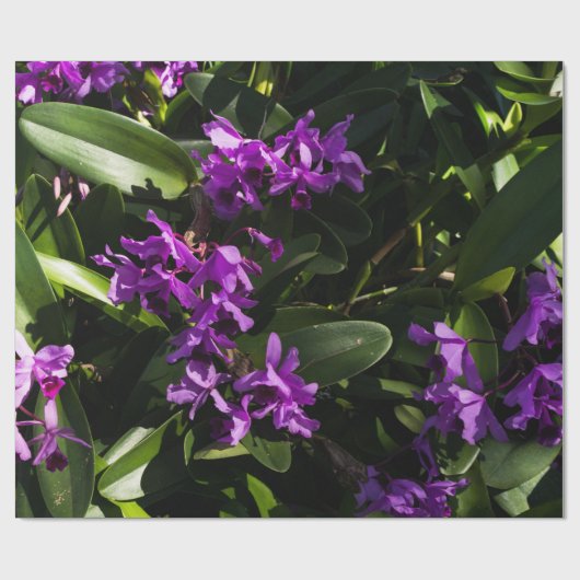 Lila Orchideen Geschenkpapier (Flach)