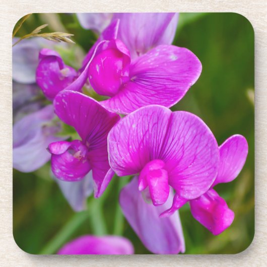 Lila Orchideen Getränkeuntersetzer (Vorderseite)