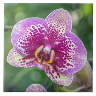 Lila Orchideen-Keramikfliese Fliese