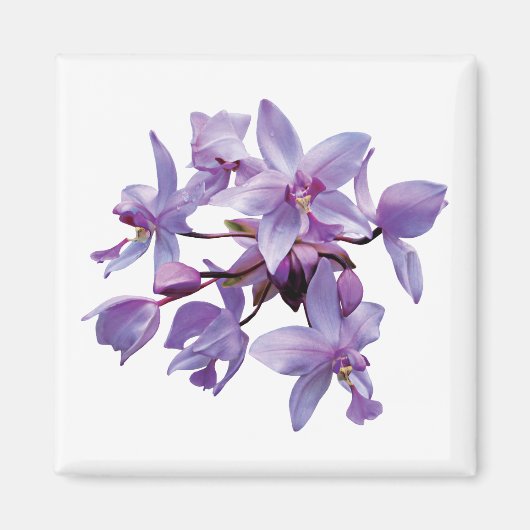 Lila Orchideen Magnet (Vorne)