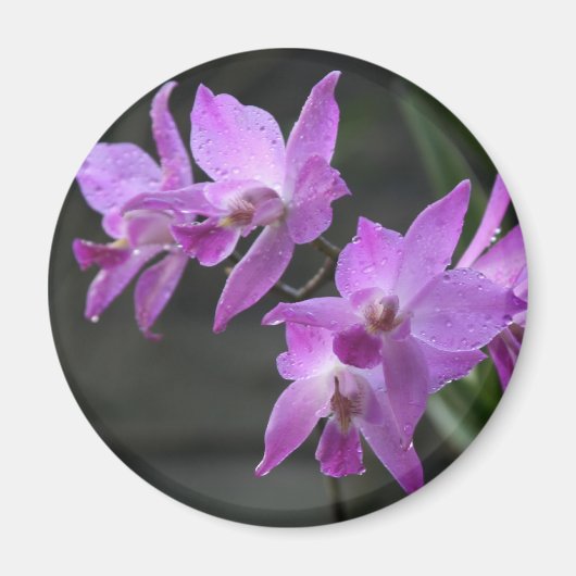 Lila Orchideen Magnet (Vorne)