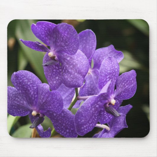 Lila Orchideen-Mausunterlage Mousepad (Vorne)