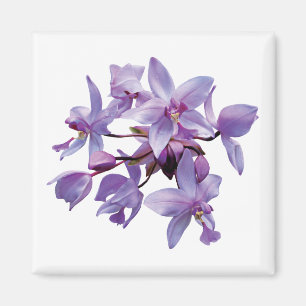 Lila Orchideen mit Tau Magnet